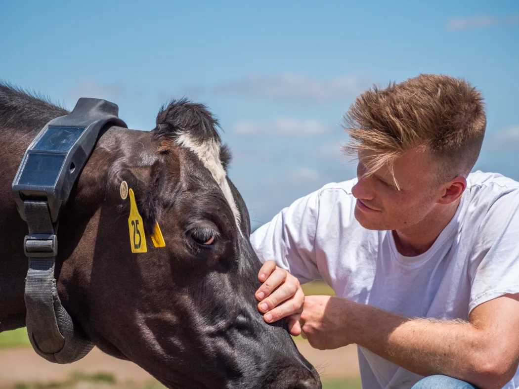 硅谷大佬抢着投，给奶牛戴AI项圈：估值20亿美元