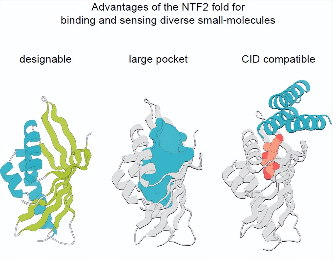 AI驱动从头设计多样化小分子结合蛋白,韩国团队发现能选择性识别压力激素的蛋白质
