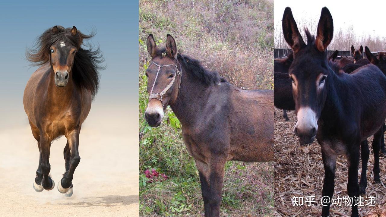 是骡子是马，跑完这21公里再说