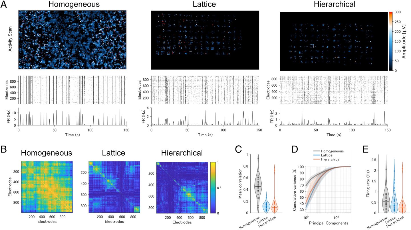 日本团队训练大鼠神经元,可实时执行 AI 计算任务