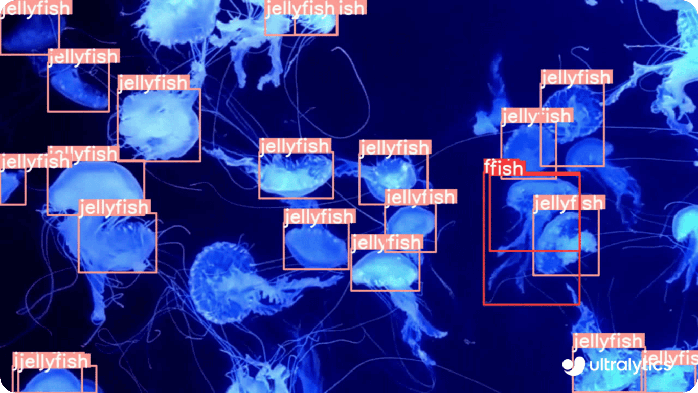 AI 算法助力打击海洋野生动物走私，识别准确率达 92%