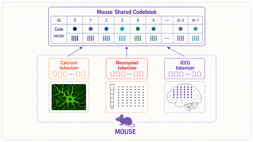 智源&amp;清华合作成果登上Science：脑科学多模态基础模型Brainμ支撑揭示“记忆-睡眠”调控的神经机制